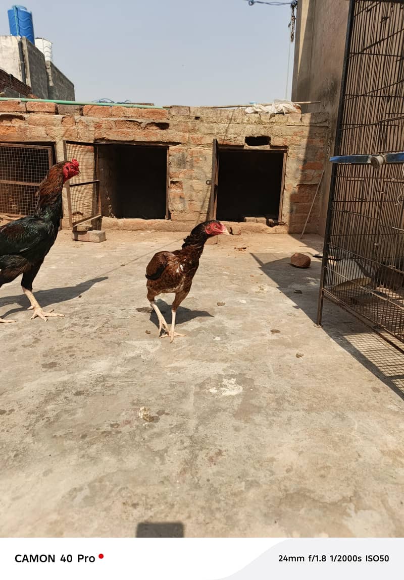 oh shamoo male coco color 1.5 year age female Sindhi - Hens - 1107393647