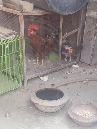 desi murgh pair gher ki breed