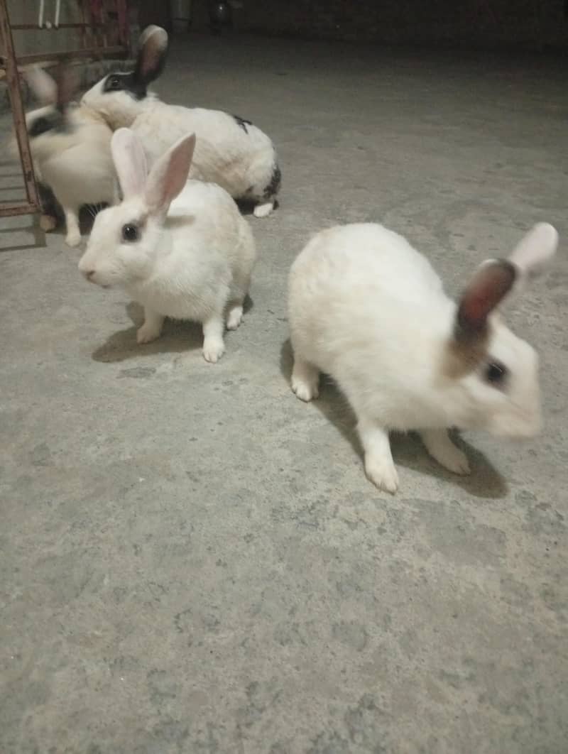 rabti pure hai - Rabbits - 1107167461