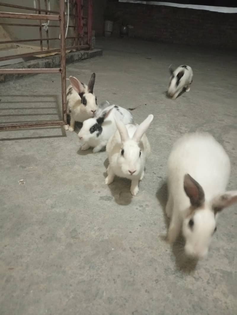 rabti pure hai - Rabbits - 1107167461