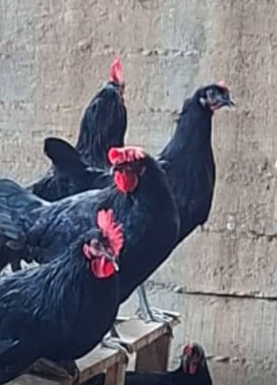 Pure Australorp egg laying hens are available