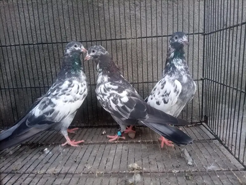 Teddy, dub wale, Zeera, golden, Jacobin, megpie — photo 5