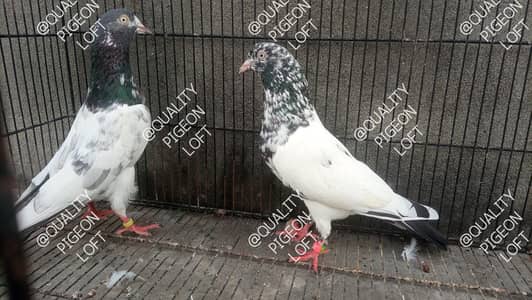 Teddy, dub wale, Zeera, golden