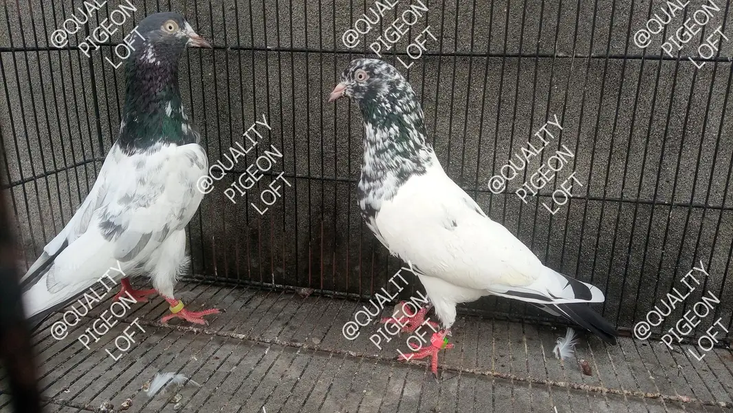 Teddy, dub wale, Zeera, golden, Jacobin, megpie — photo 2