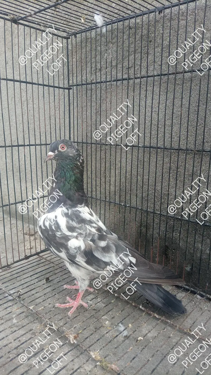 Teddy, dub wale, Zeera, golden, Jacobin, megpie — photo 3