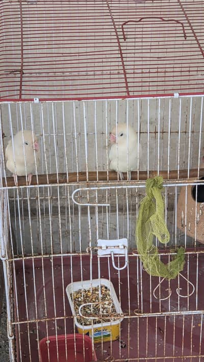 love birds albino black eye pair