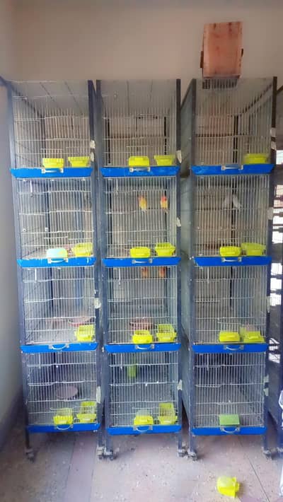 love bird setup for sale  No 0344_4341776