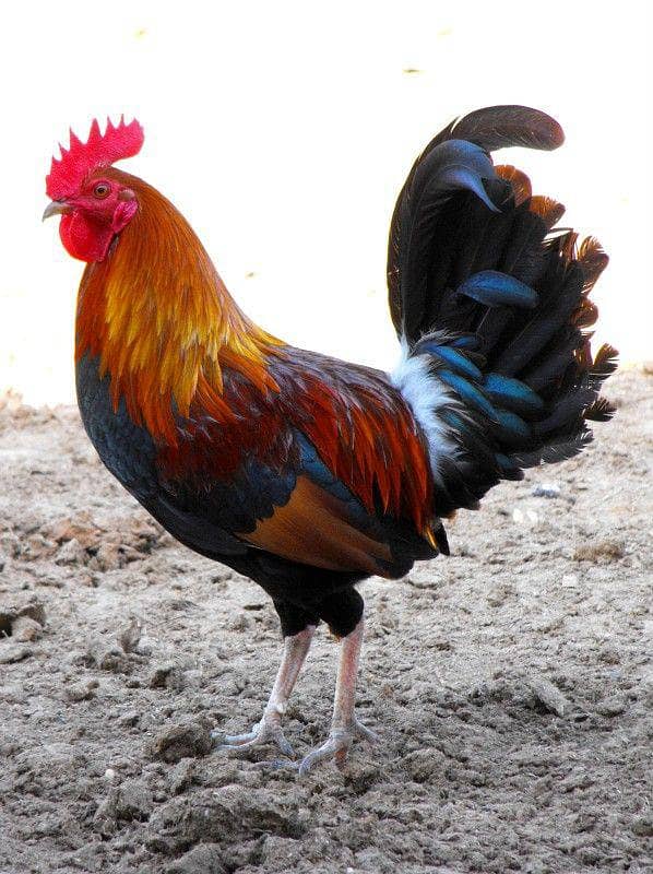 DESI MURGA YOUNG BREEDER - Hens - 1107449181