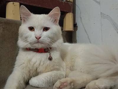 Persian male cat