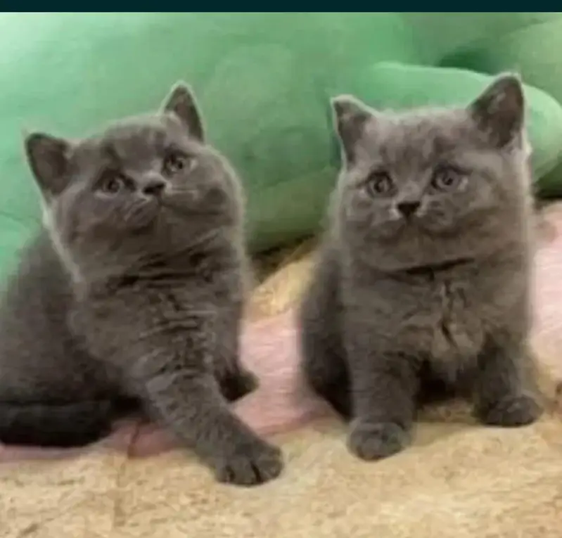 British shorthair
