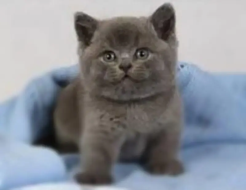 British shorthair — photo 2