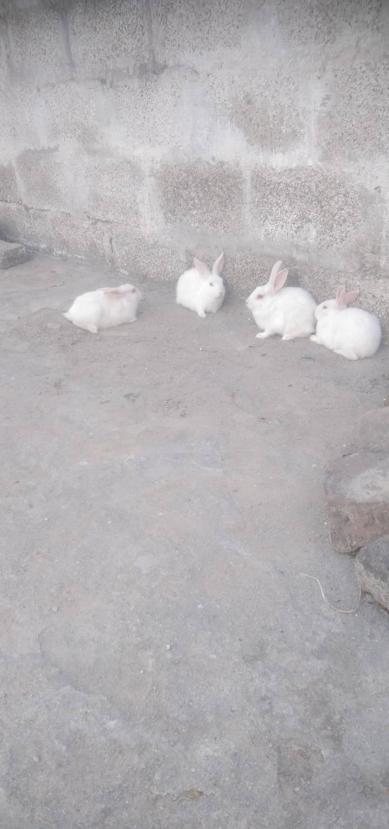 red eyes white bachy 2000 ki jorhi - Rabbits - 1107458912