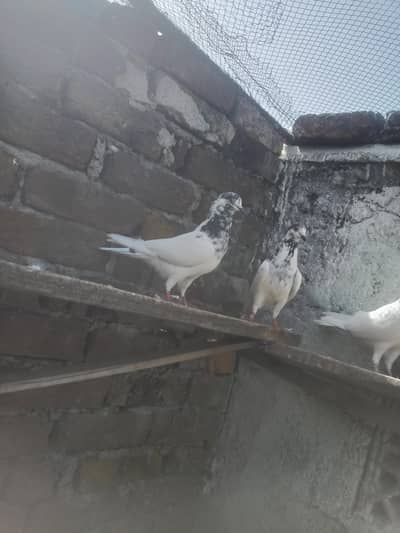 35 waly batery kbtr for sale