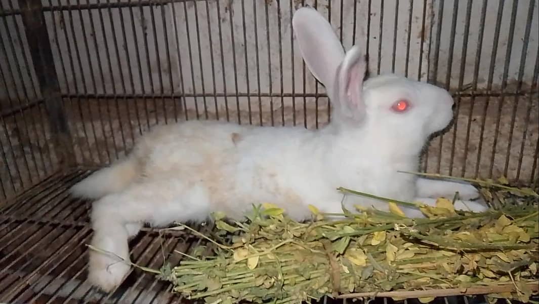 SnowWhite Red Eye Breeder Male - Rabbits - 1107476301