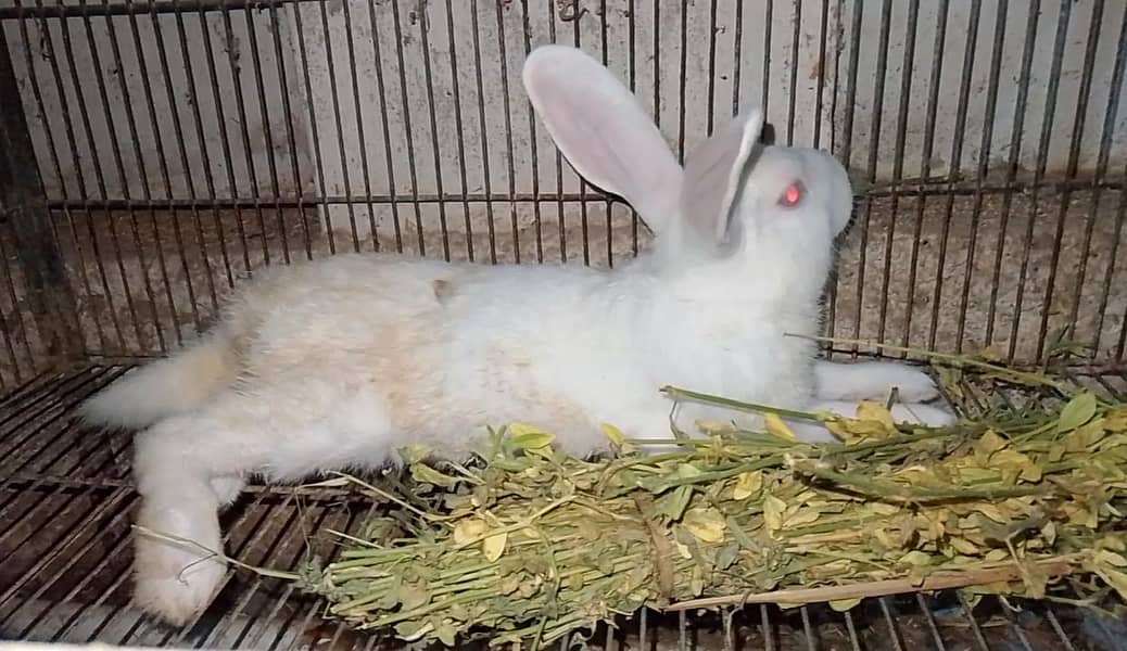SnowWhite Red Eye Breeder Male - Rabbits - 1107476301