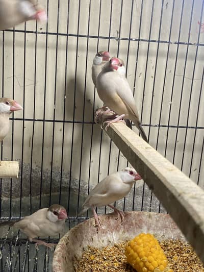 Goldian confirm split blue for sale