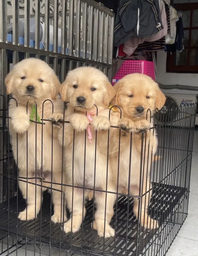 golden retriever puppy for sale