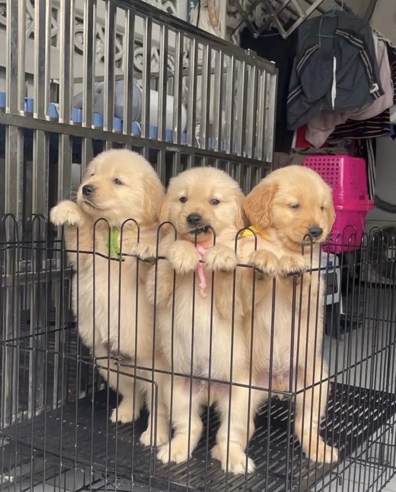 golden retriever puppy for sale — photo 2