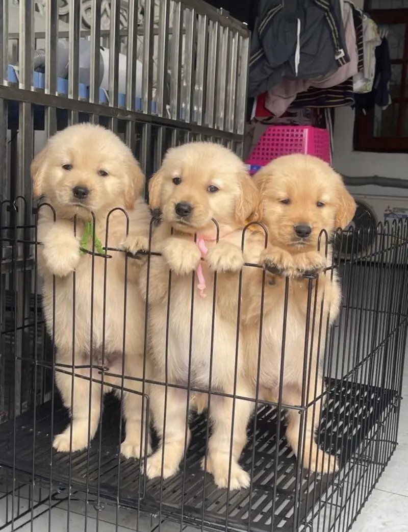 golden retriever puppy for sale — photo 3