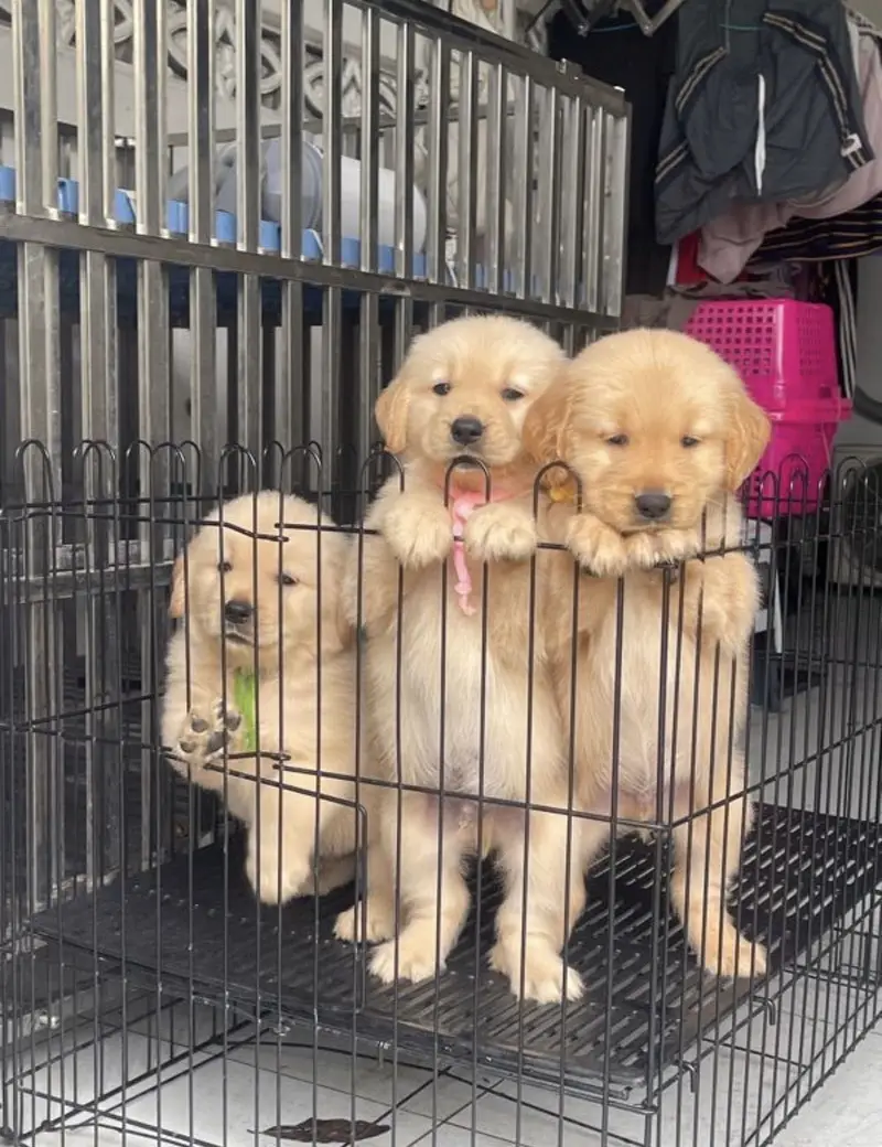 golden retriever puppy for sale — photo 4