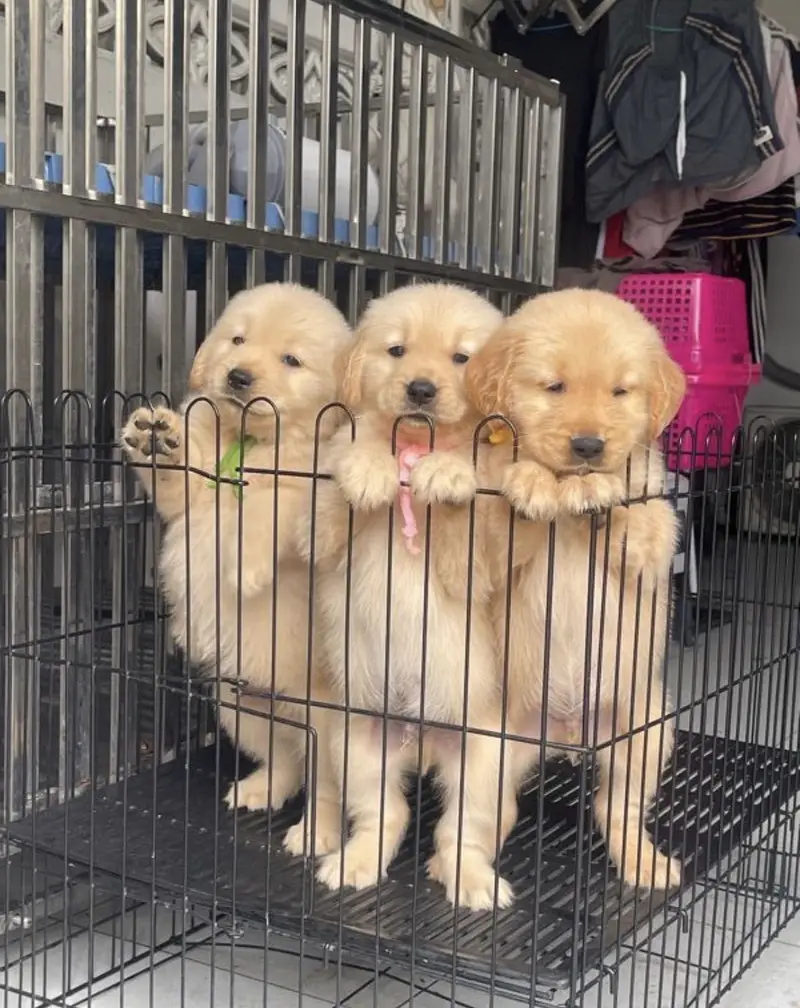 golden retriever puppy for sale — photo 5