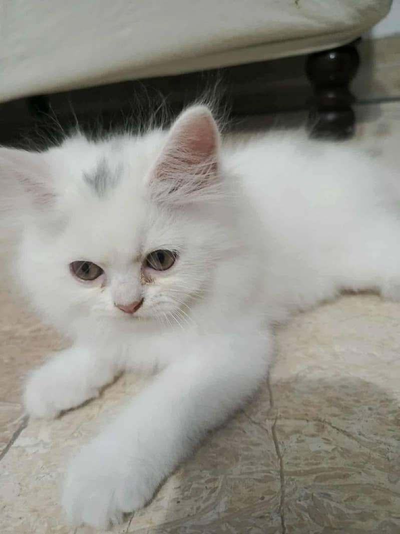 Kitten 0