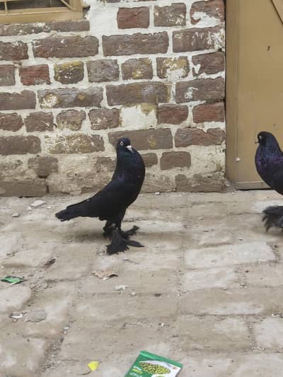 Gubra pigeon