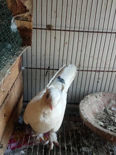 white sentinet female