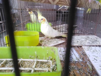 6 seater sofa (3,2,1) and cocktail, Australian parrots