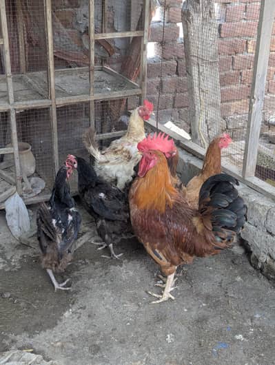 Golden Misri Astrlop Cross Murga and Murgi