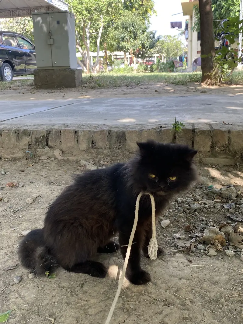 Black Persian Cat — photo 2