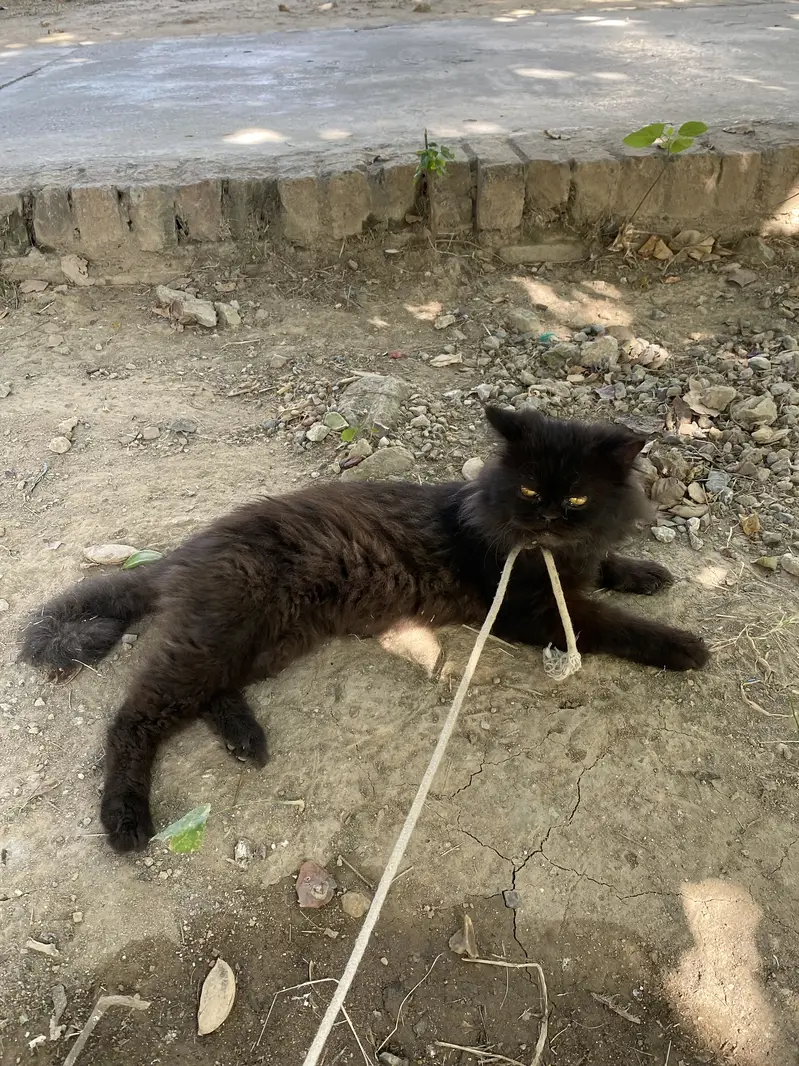 Black Persian Cat — photo 3