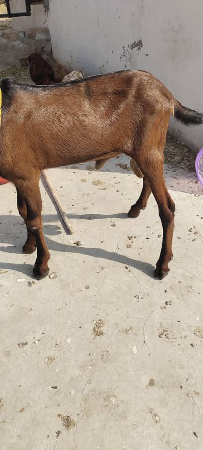 High quality Bettal bacha