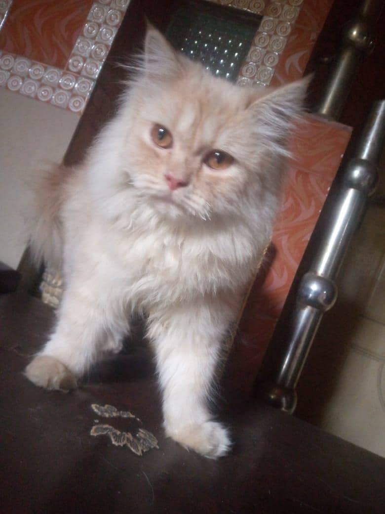 Persian cat 1