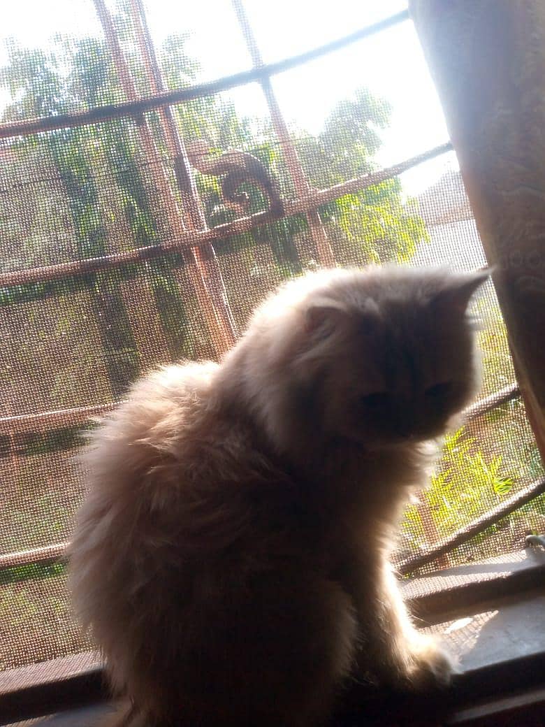 Persian cat 2