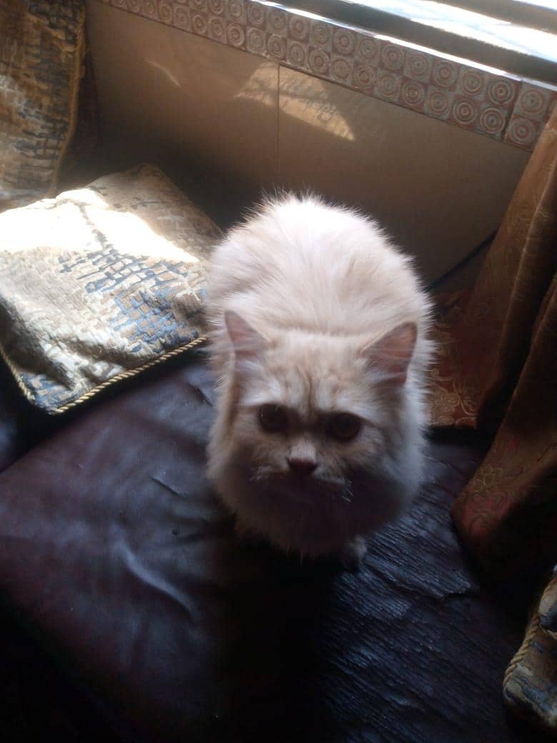 Persian cat 3