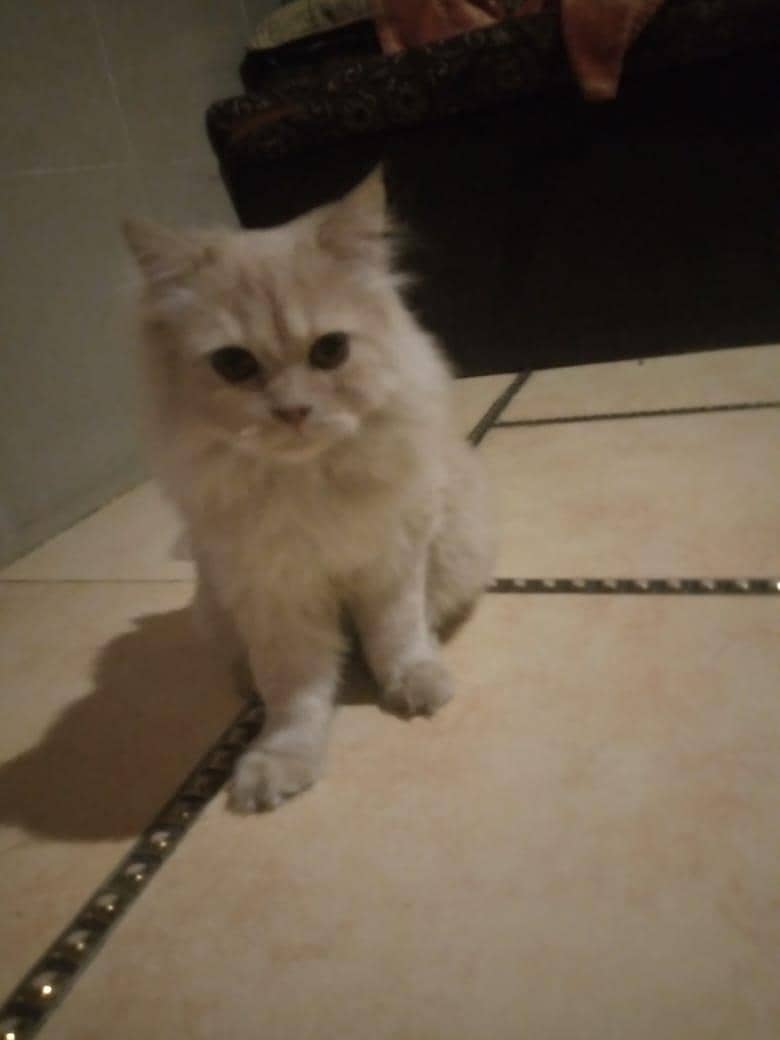 Persian cat 4