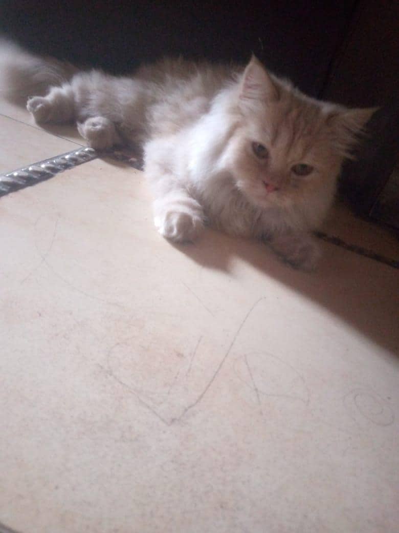 Persian cat 5