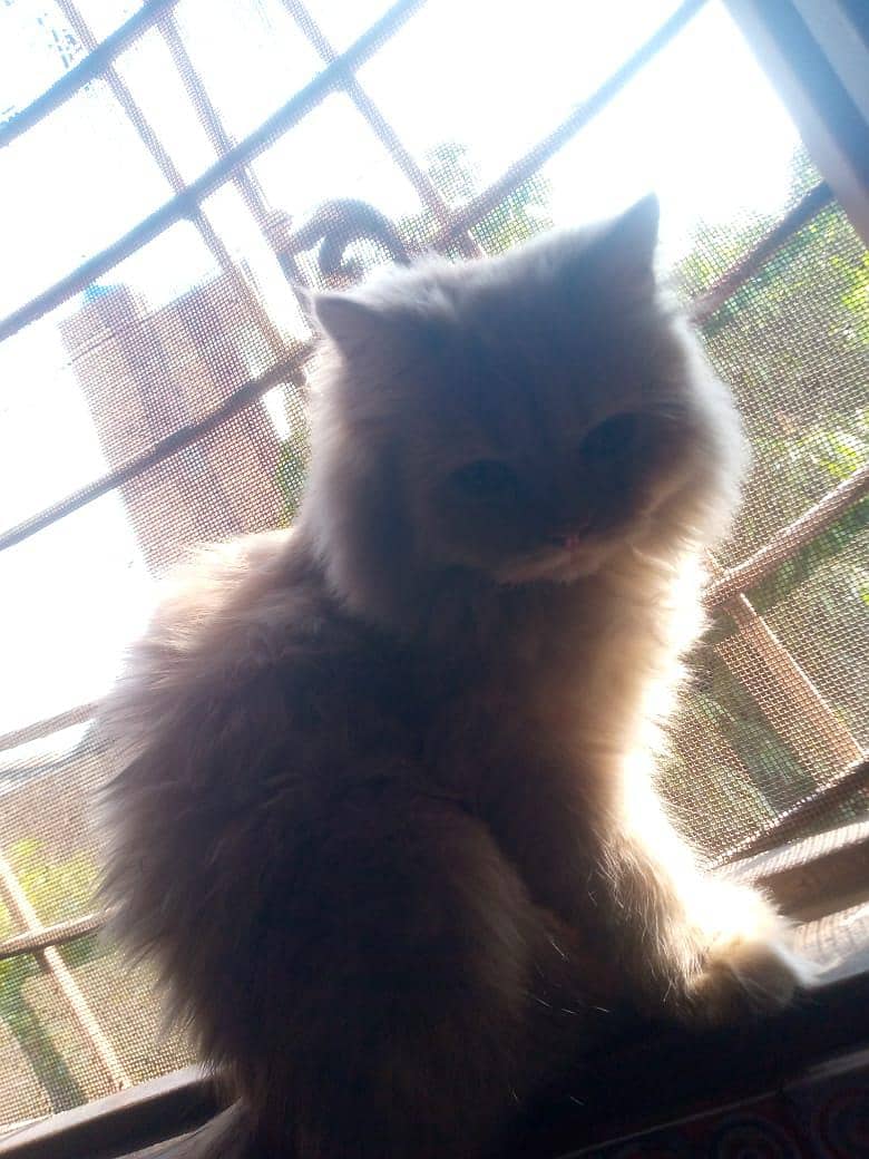 Persian cat 6