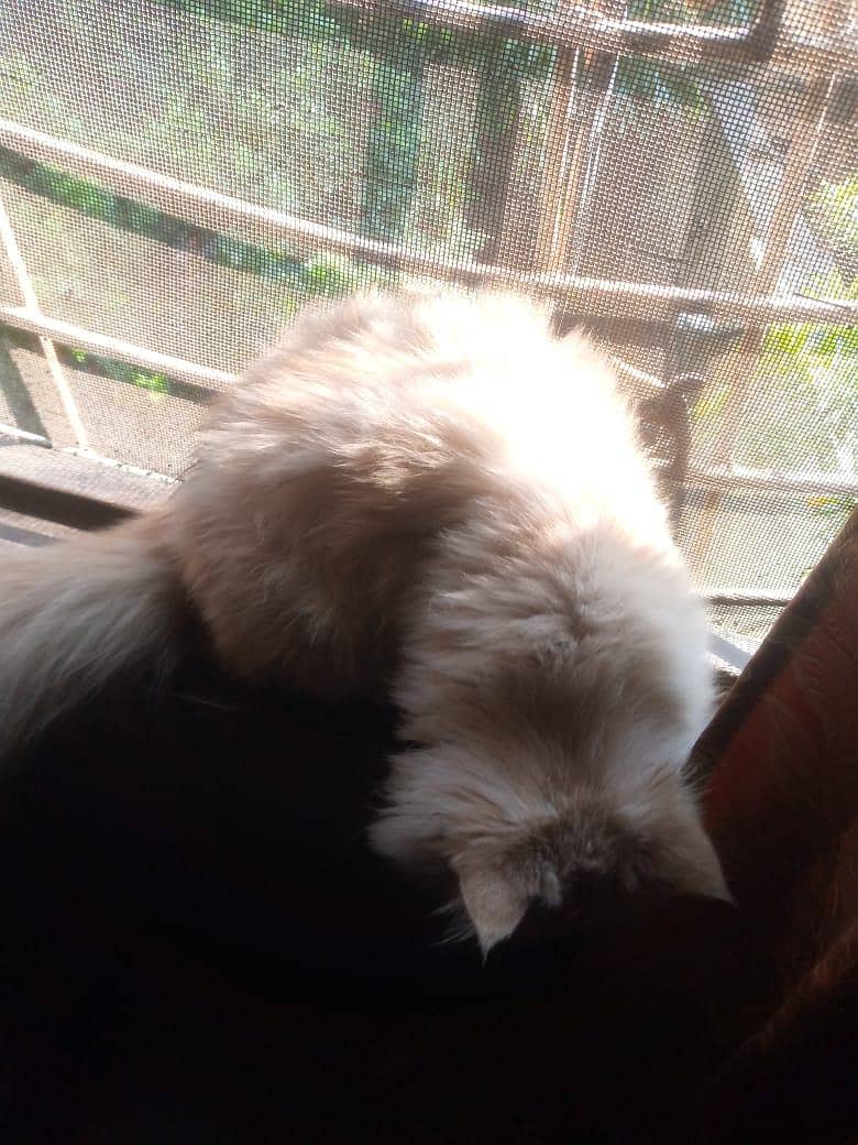 Persian cat 7