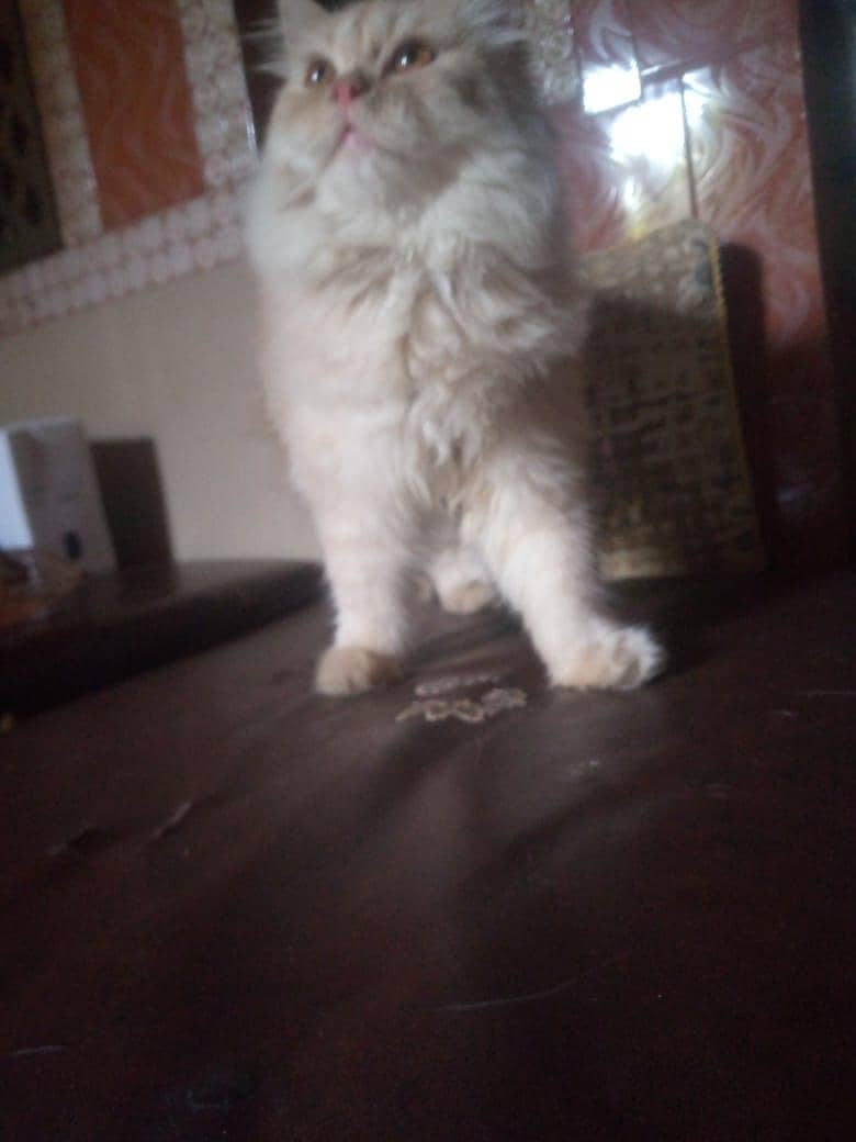 Persian cat 8