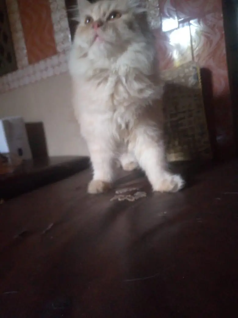 Persian cat — photo 9