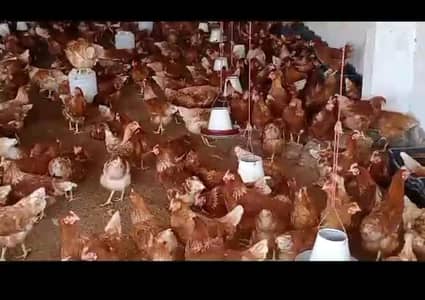 Lohman | lohman brown | Lohmann murghi for sale