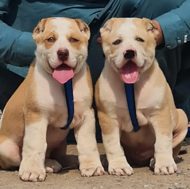 King Alabai pair pure breed security dog 2months for sale