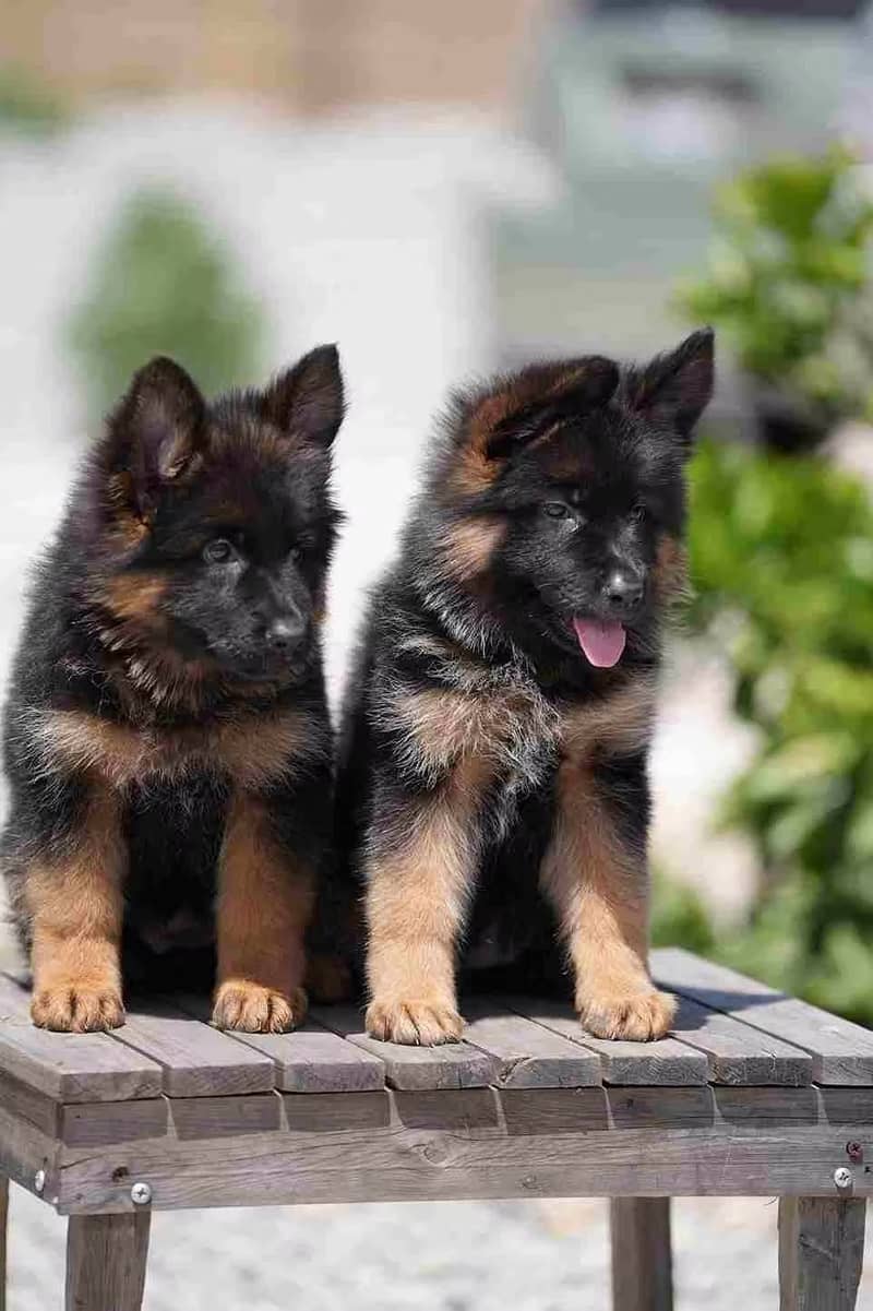 German shepherd gsd Puppy Shepherd Dog Puppies Long Coat