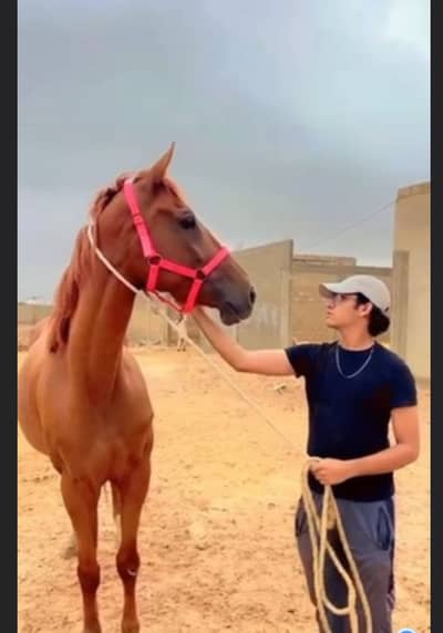 thoroughbred horse polo trained