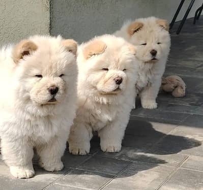 chow chow quality pup up for new homes