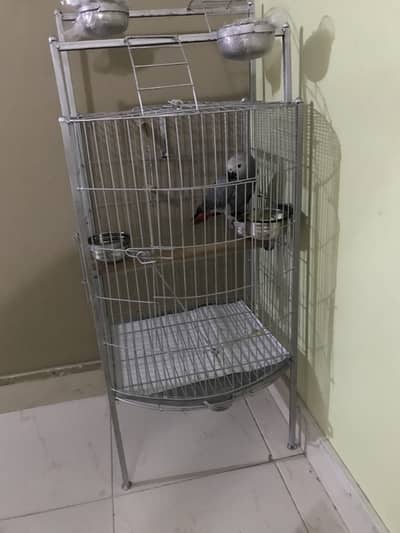 Gray parrot chick very big in size