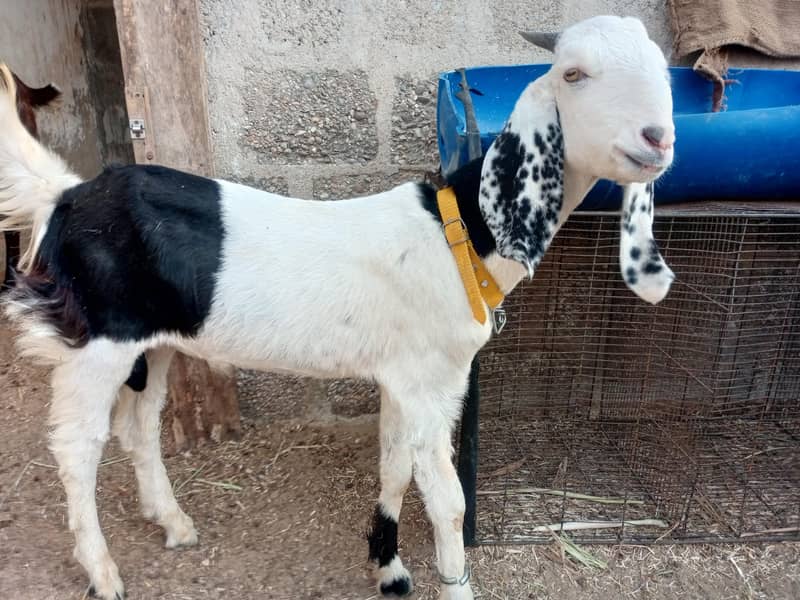 bakra | goat male | bakra male - Goats - 1107538530