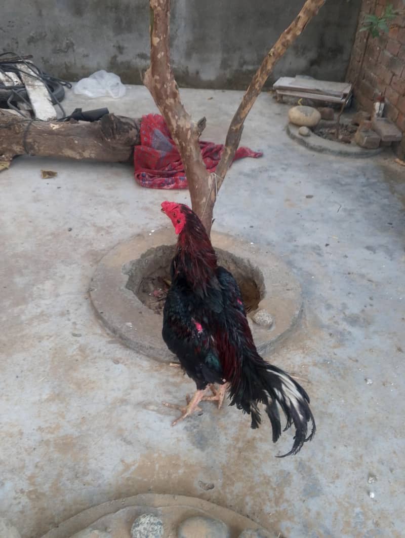 عسیل مرغا 1